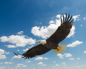 Naklejka premium American Bald Eagle in Flight