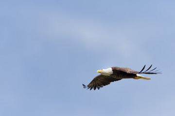 American Bald Eagle in Flight