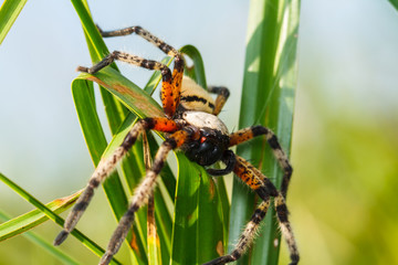 Spider on green leaf