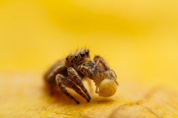  jumper spider on yello leaf
