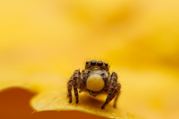  jumper spider on yello leaf