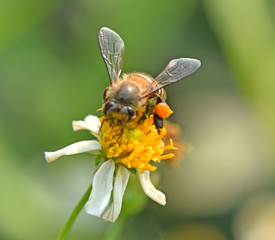 Bee on flower background blur