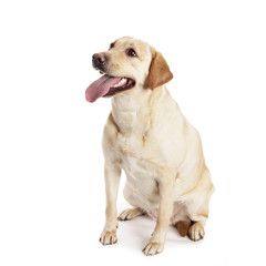 Pretty Labrador Retriever in front of white Background