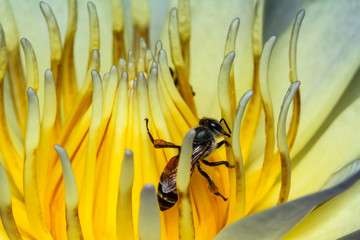 Bee on lotus