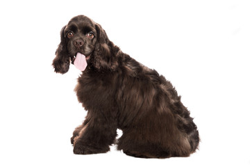 Brown American Cocker Spaniel and in front of white Background