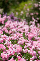 Obraz premium ピンクのバラ