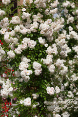 ローズガーデン