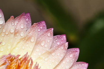 Water lily in pond