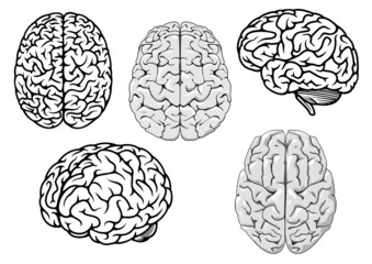 Black and white cartoon human brains