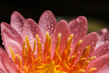 pink water lily