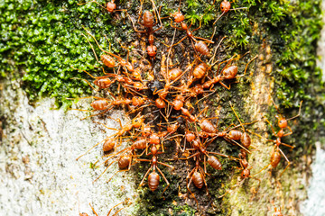 red ants teamwork