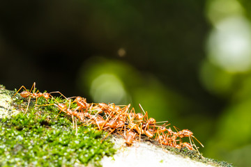 red ants teamwork