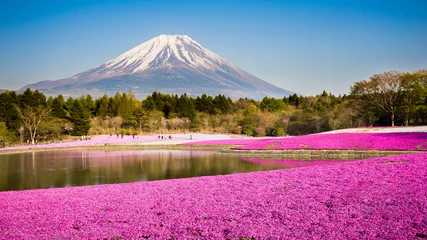 Washable wall murals Fuji moss phlox with mount fuji in background