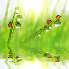 Plakat Fresh morning dew and ladybirds. Nature background