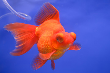 Goldfish in the aquarium.