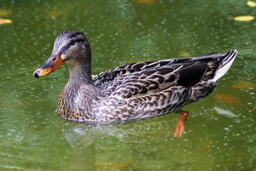 Female Mallard Duck