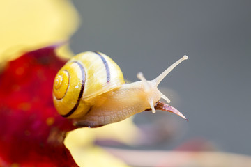 Schnecke III