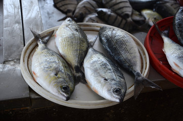 Marché aux poissons de Mindelo (Sao Vicente)