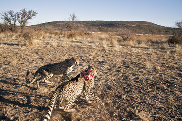Cheetah Dinner