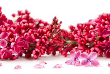 Lilac blooms