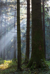 Sunbeam entering rich deciduous forest