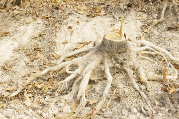 Dead trees are dug up from underground