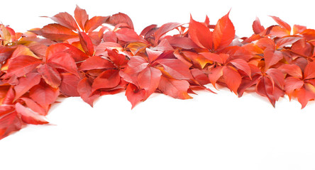 Red leaves on white background