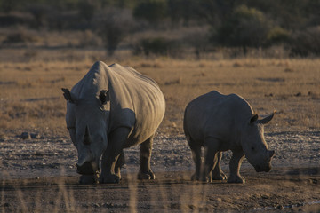 Rhino's