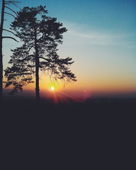 Silhouette of a pine