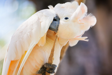 creamy-white cockatoo © petunyia