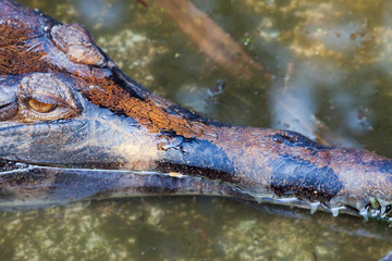 crocodile close up