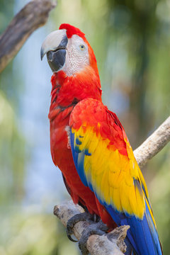 Old red parrot