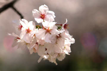 桜の花