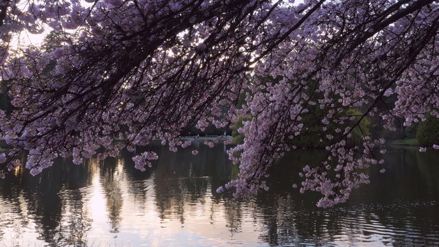 Sakura in the park