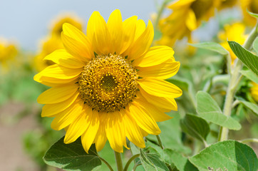 Bright yellow sunflower in the sunflower field