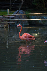 フラミンゴ