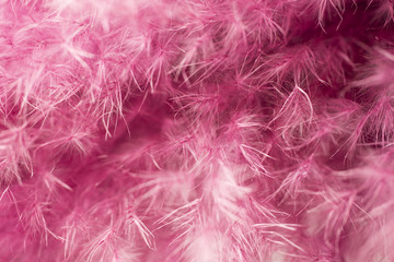 Purple feather abstract background. Studio macro shoot.