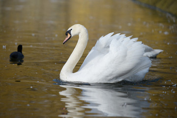 Naklejka premium Mute Swan, Cygnus olor