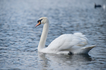 Mute Swan, Cygnus olor