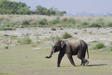 Asian elephant in Bardia, Nepal