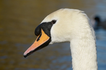 Mute Swan, Cygnus olor