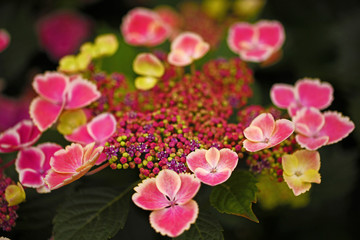 Obraz premium アジサイ