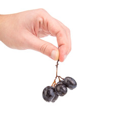 Black grapes in hand.