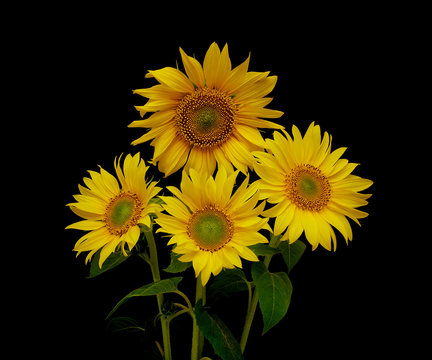 Fototapeta beautiful bouquet of blooming sunflowers on a black background