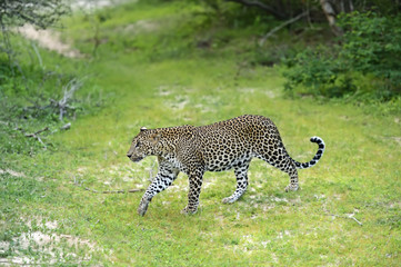 Obraz premium Leopard