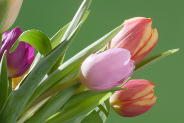 Tulpenstrauß