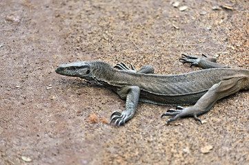 Varan