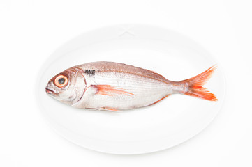 Pezzogna fish, variety of seabream, white background