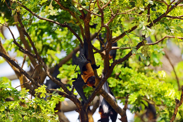 Fototapeta premium Flying fox