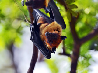 Flying fox